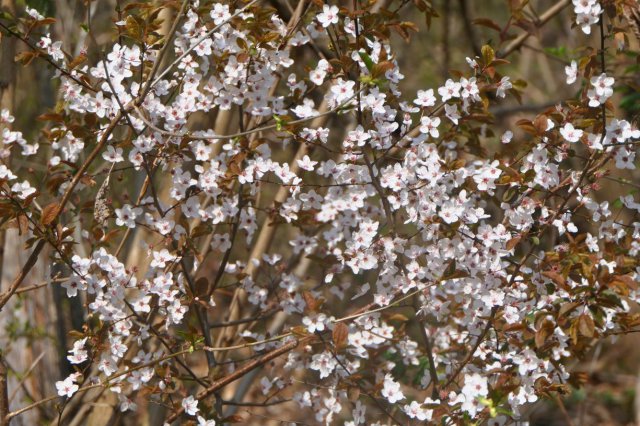 p1060596landsch wolkk.jpg